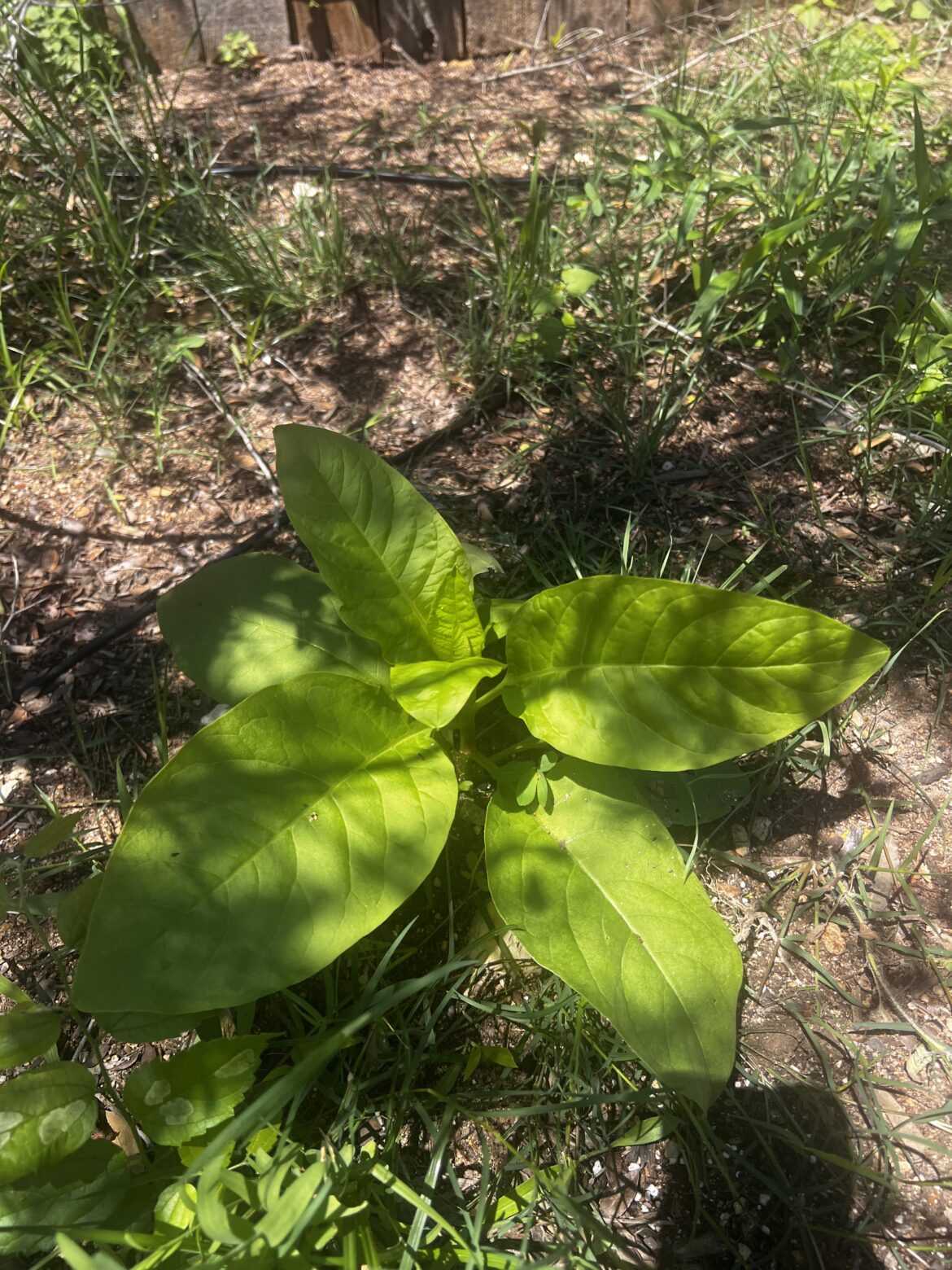 Pokeweed Pokeweed