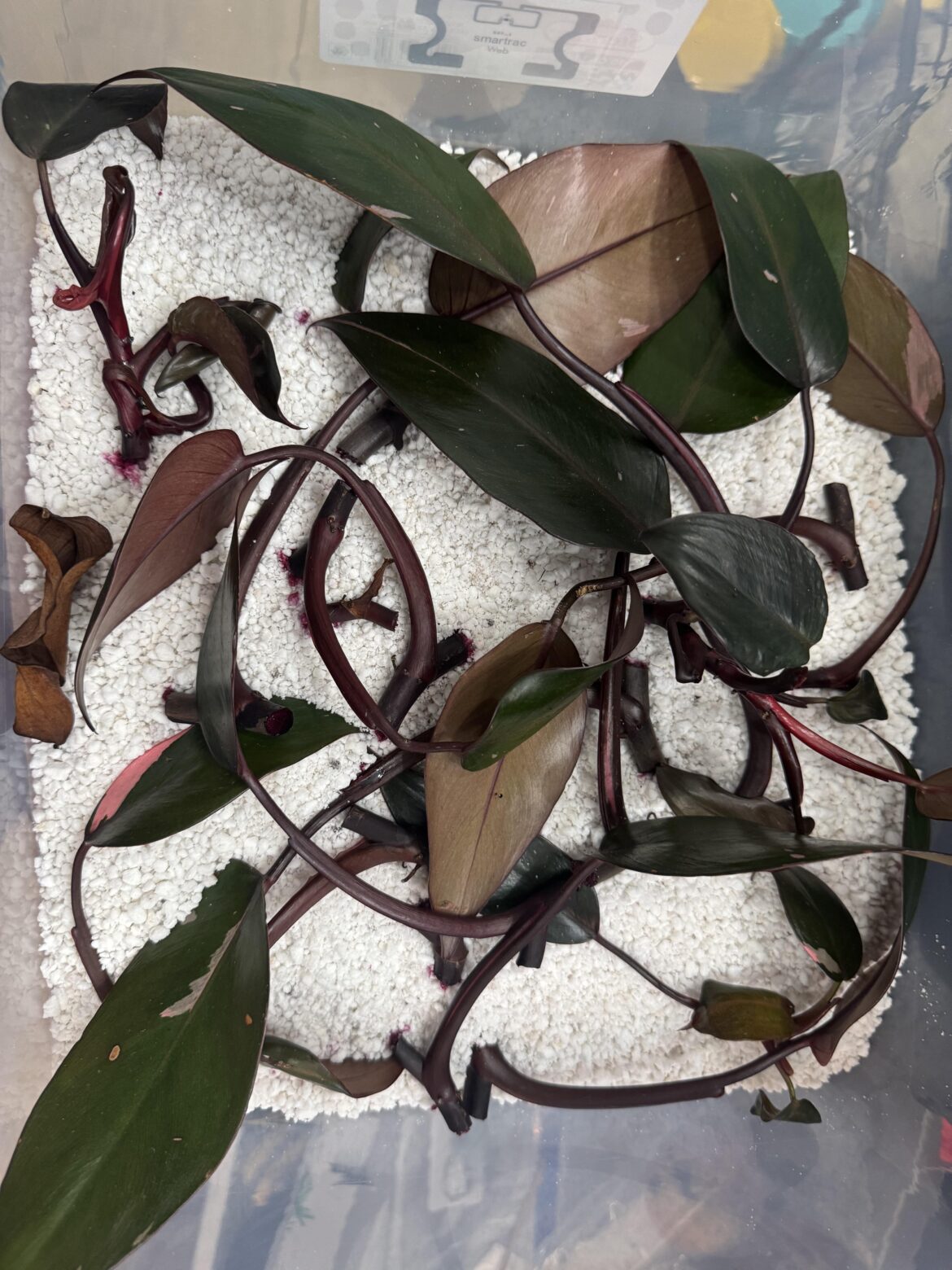 Do I remove the leaves?