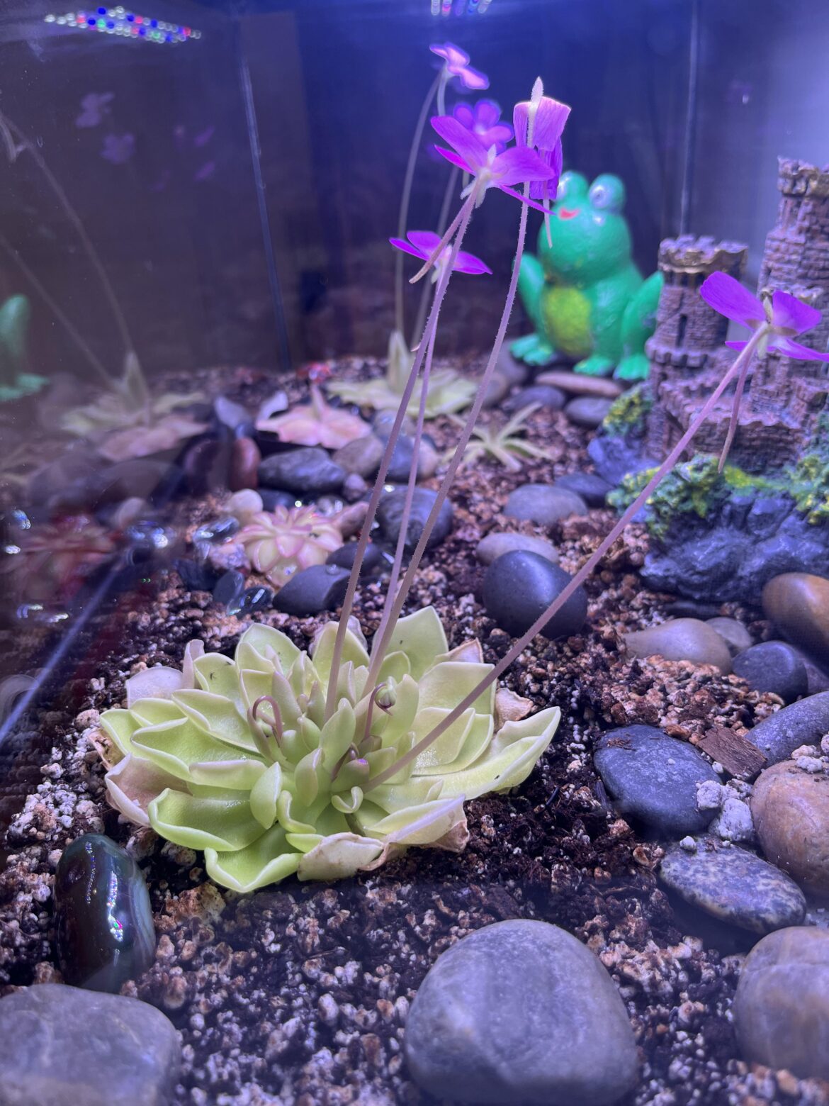 Are my butterworts flowering too much?