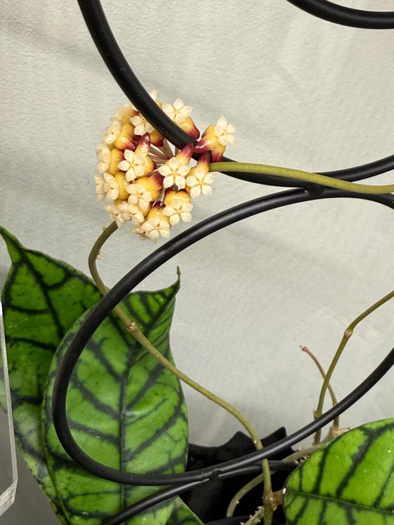 first bloom on my callistophylla