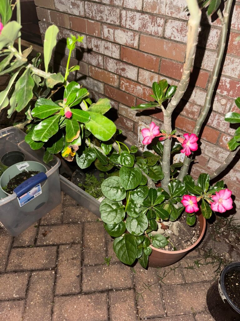 Some plant is vined around my desert rose, what to do