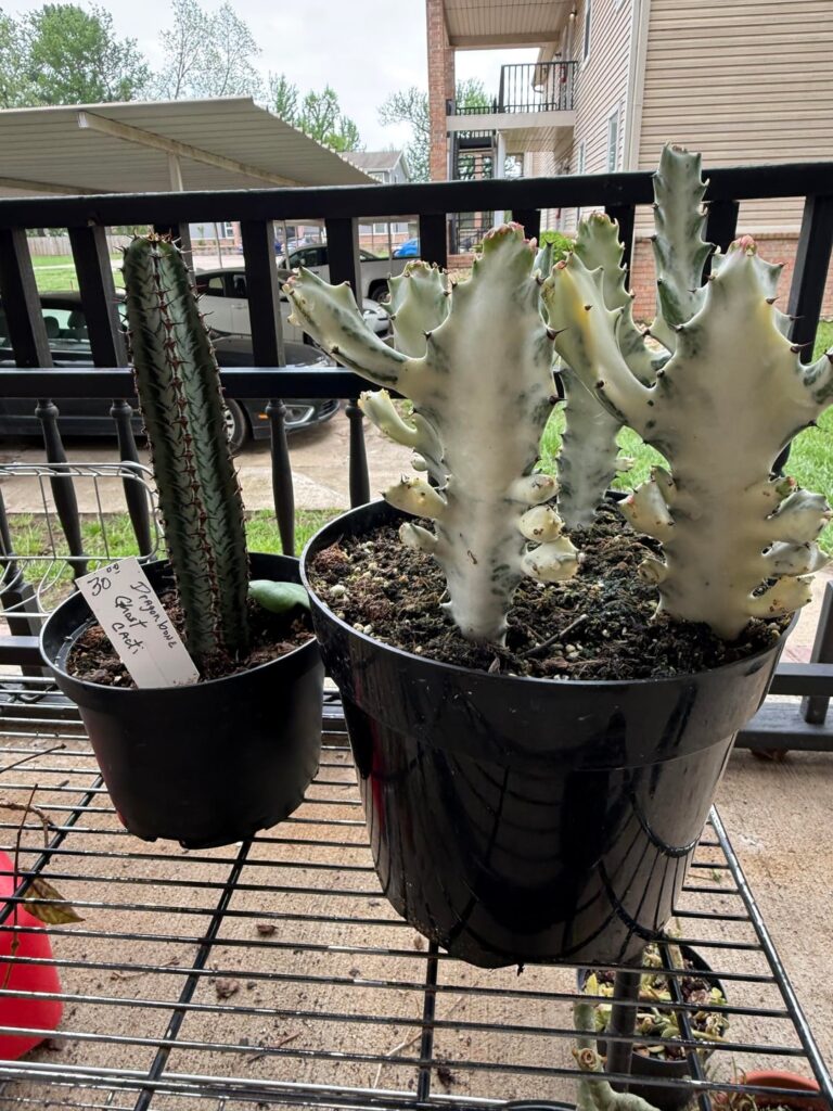 Help ID this mislabeled euphorbia please Help ID this mislabeled euphorbia please
