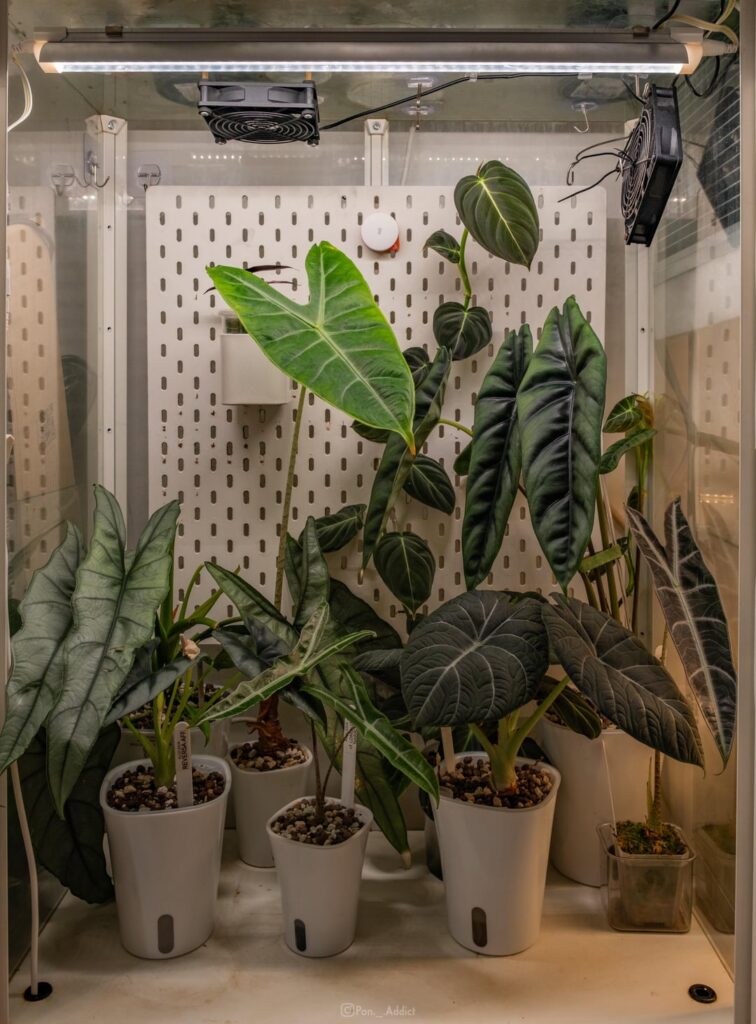 Full Alocasia Cabinet Setup