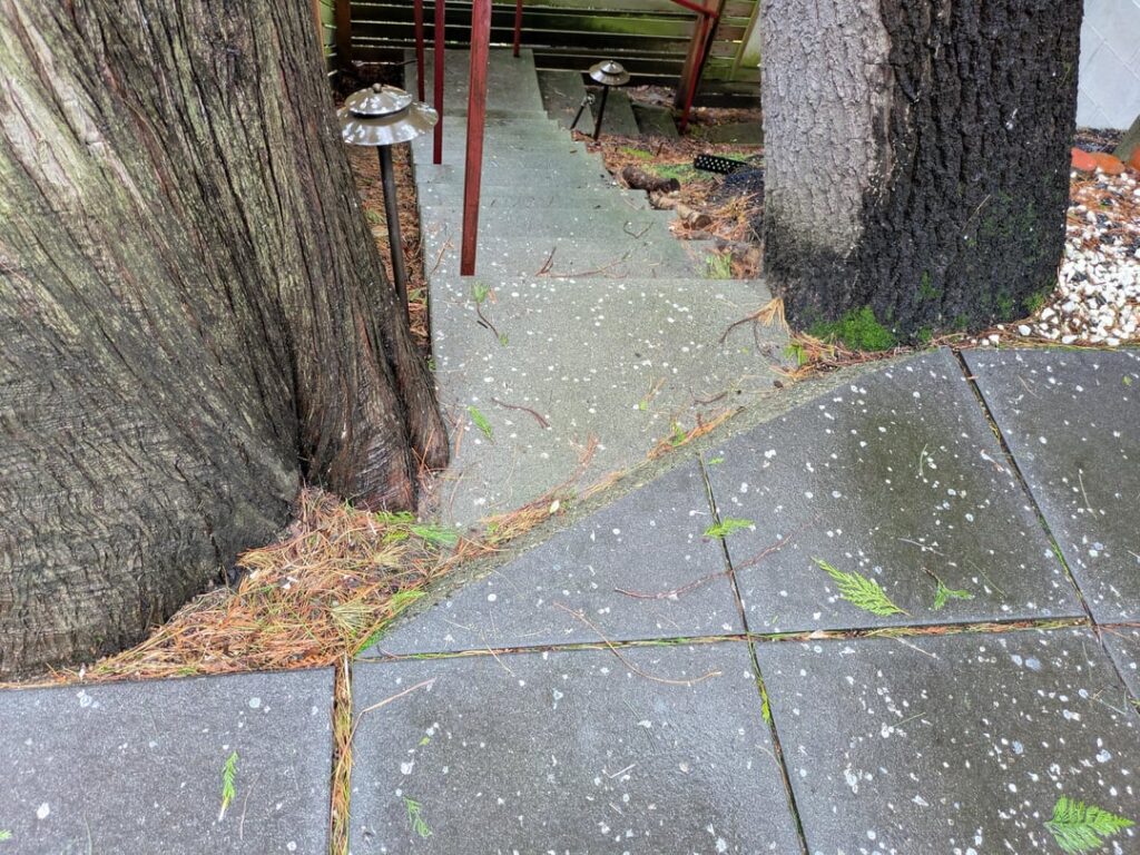Are these steps and pavers killing my tree? Are these steps and pavers killing my tree?
