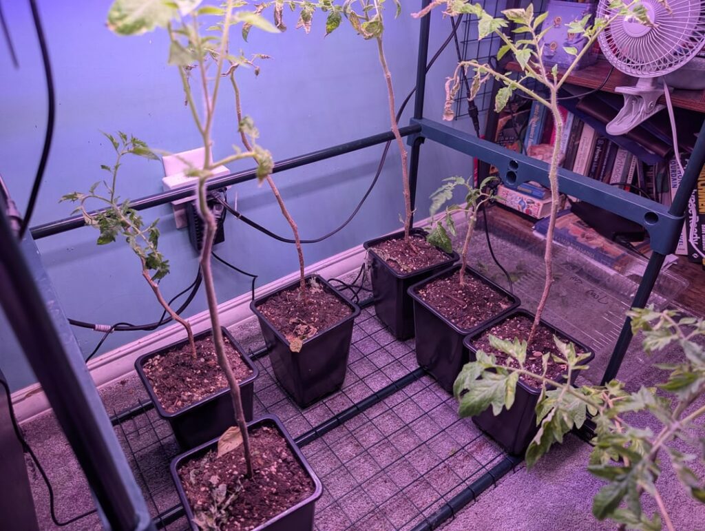 Leggy tomatoes