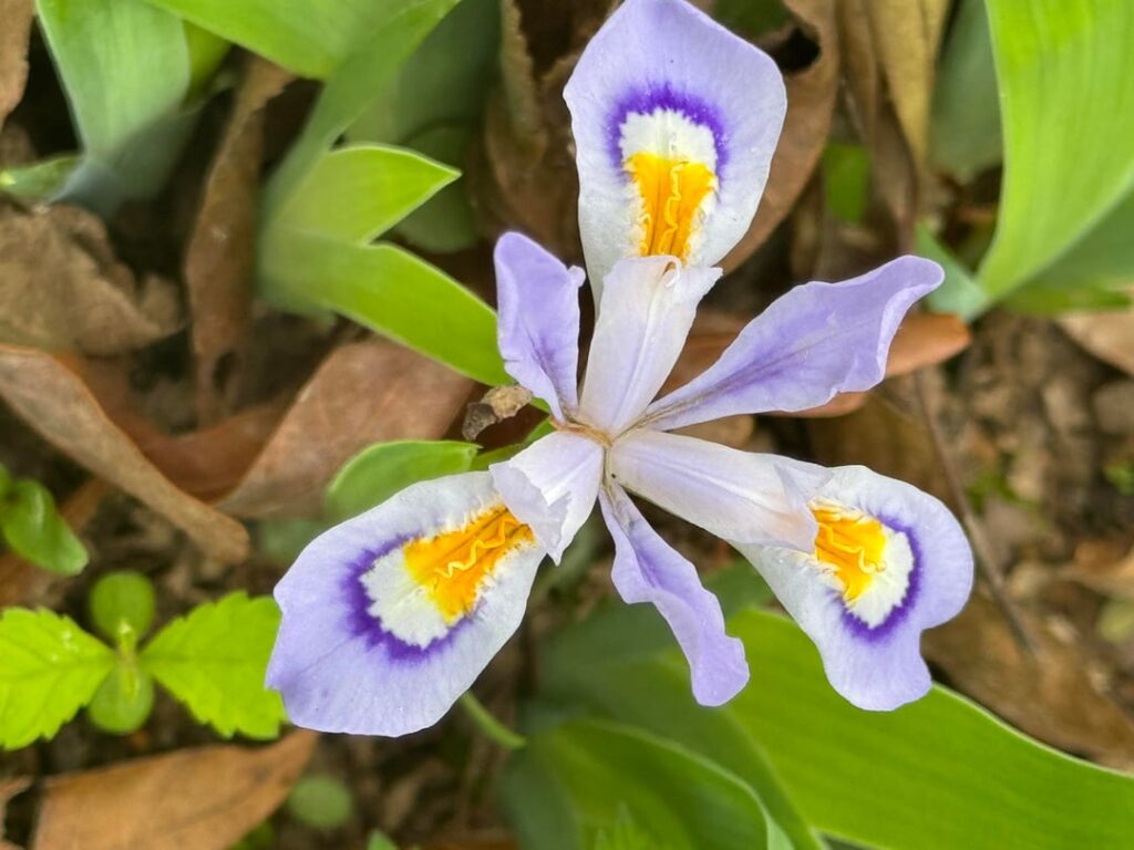 Spotted dwarf crested iris in the mayapples!