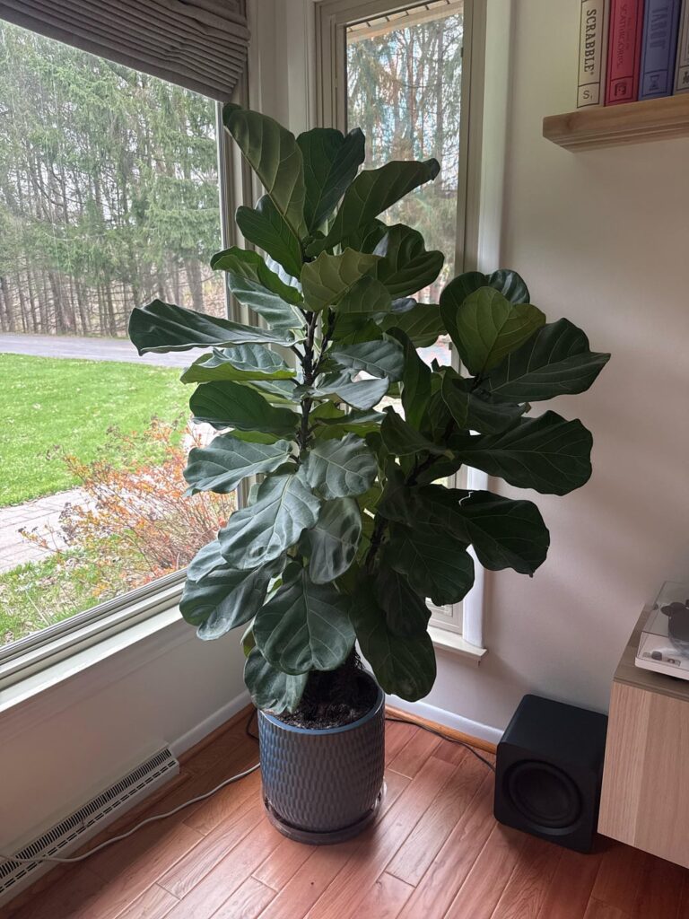 Tips for maintaining a pot with multiple figs
