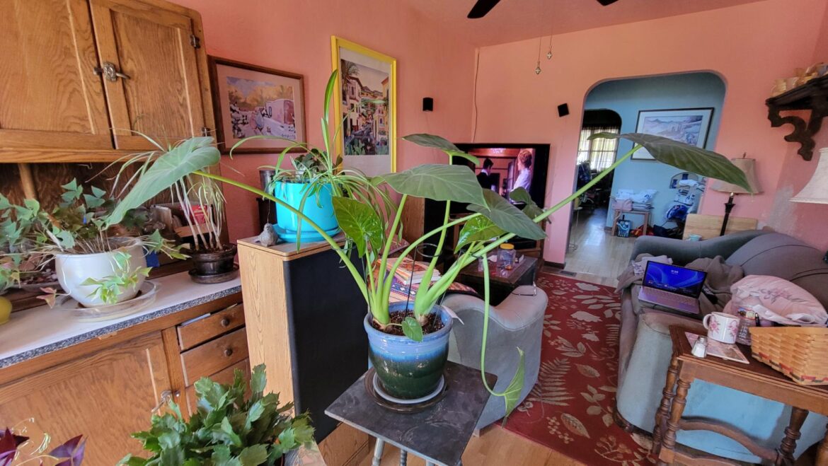 Bad Alocasia Mama! Bad Alocasia Mama!