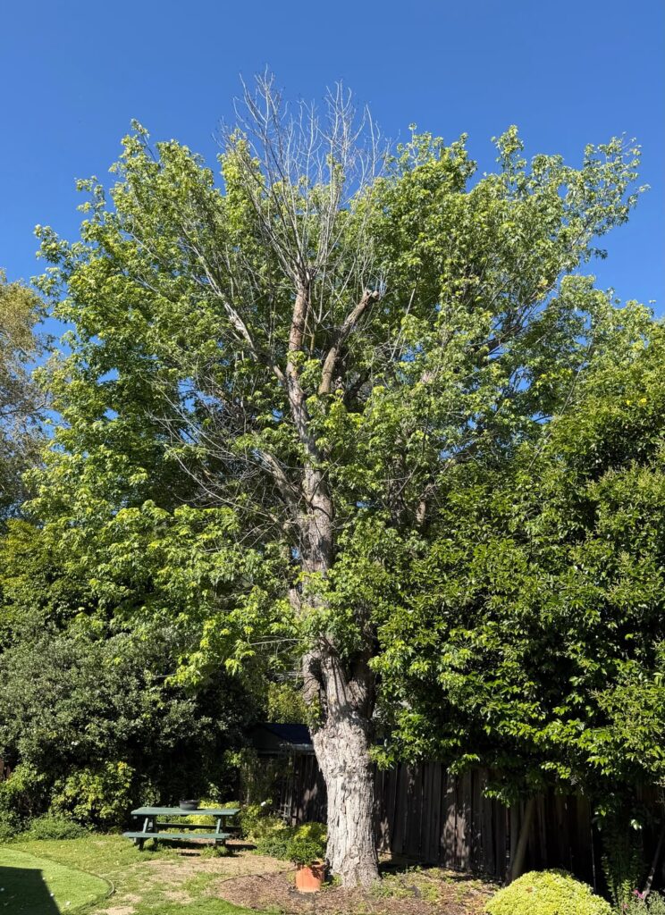Silver Maple on its last legs?
