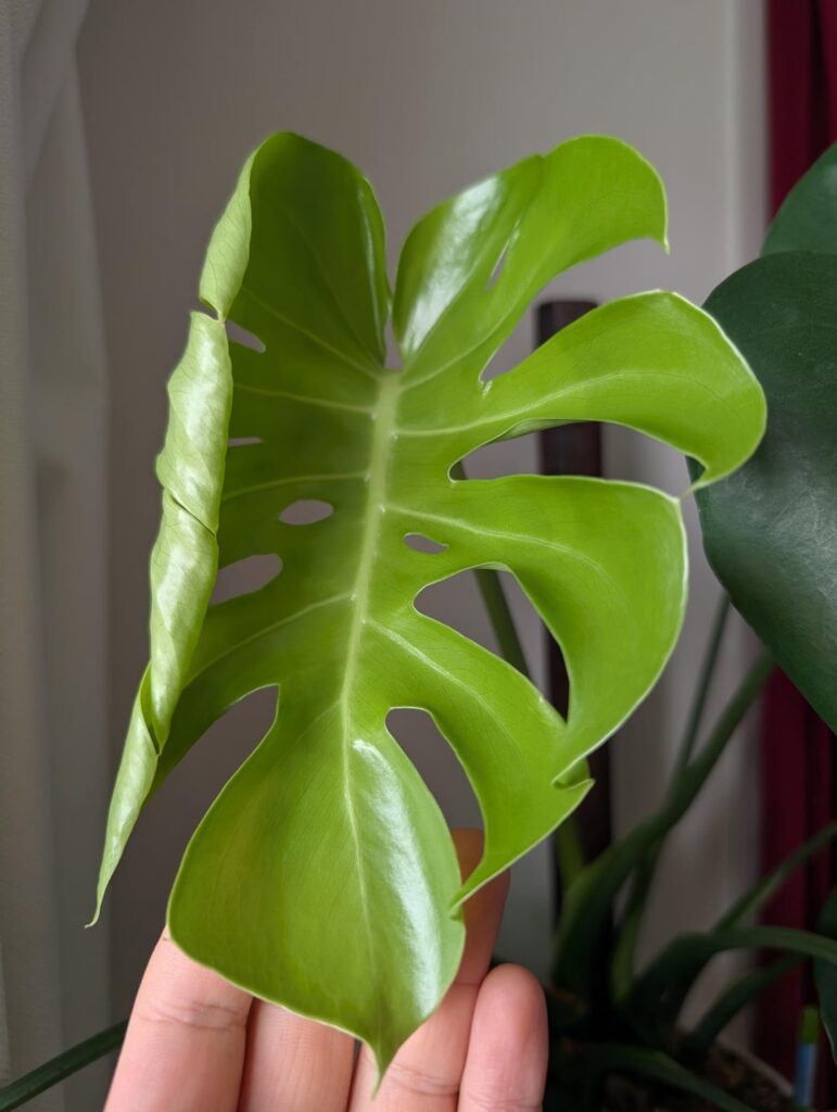First new leaf with inner holes!