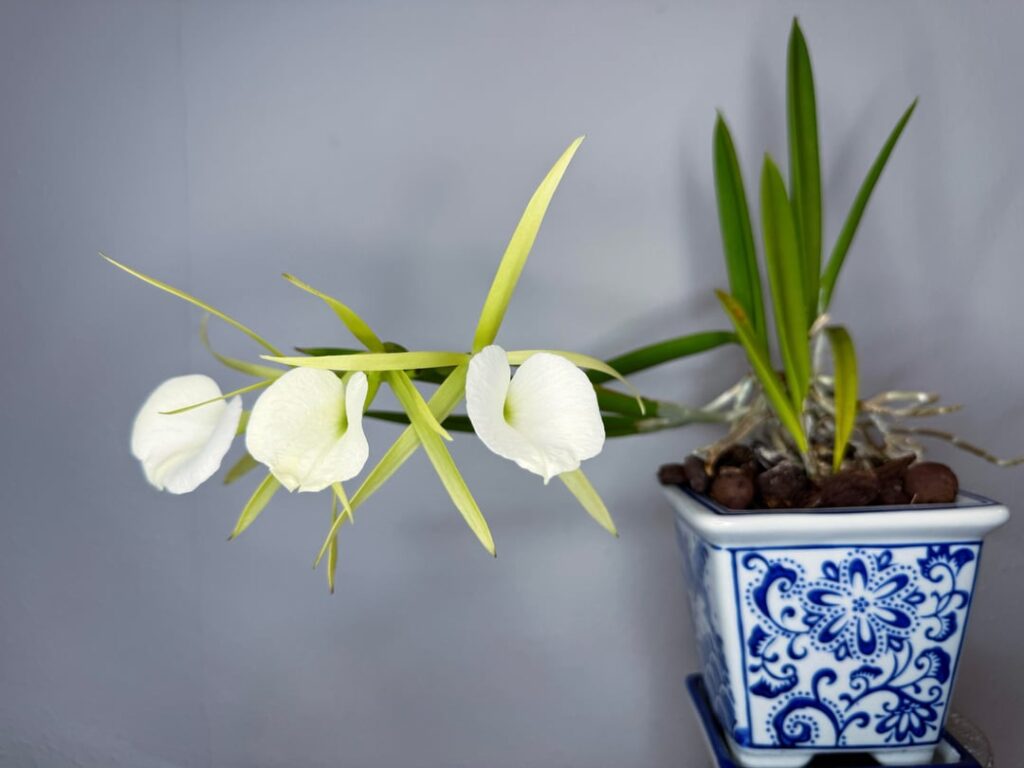 Brassavola nodosa [4N] in bloom this week!