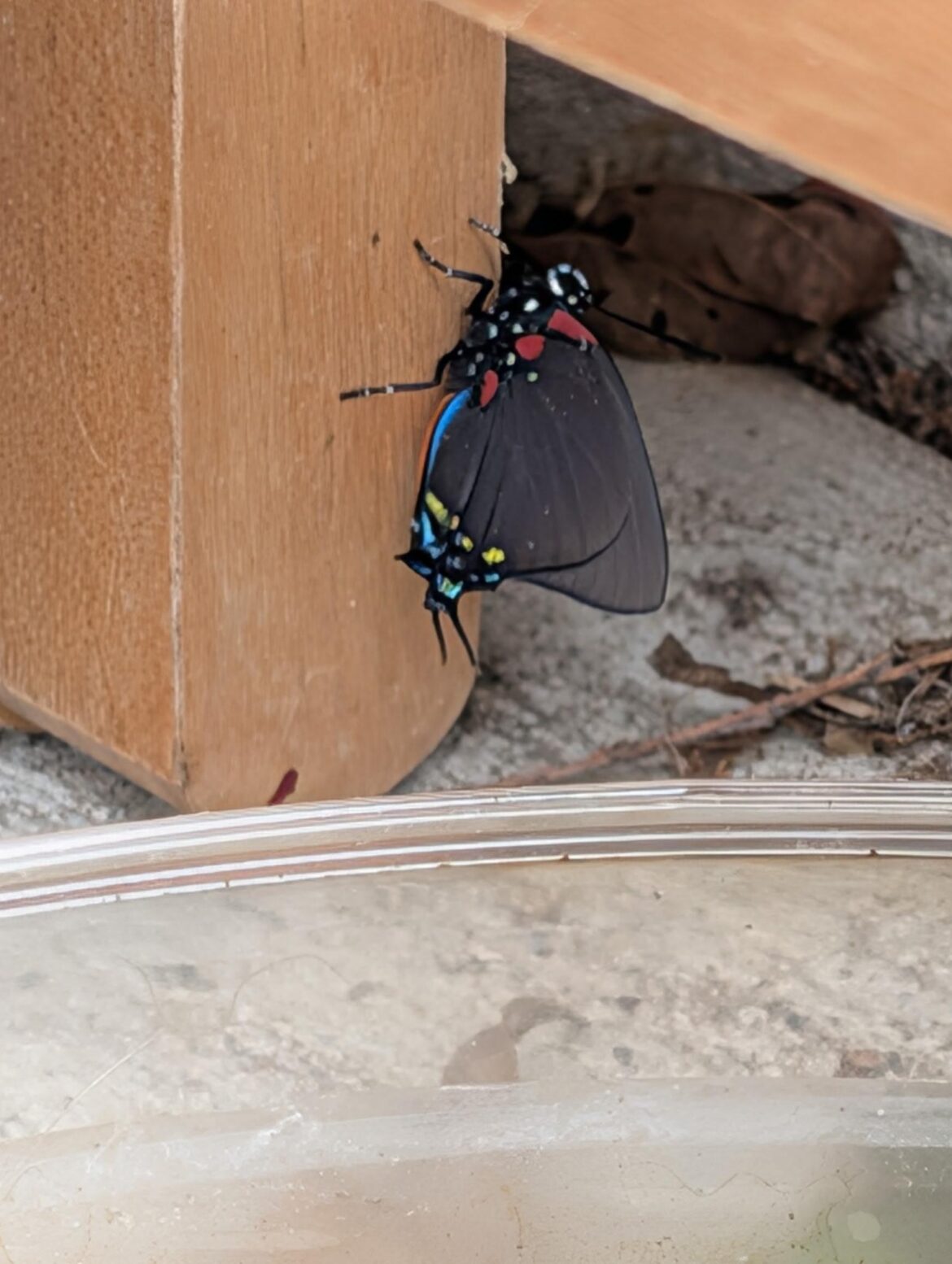 What kind of butterfly is this?