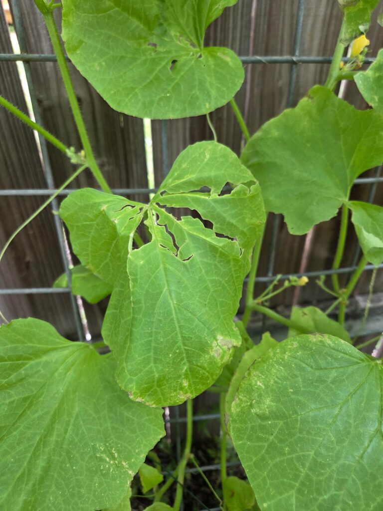 This is definitely snail damage right?