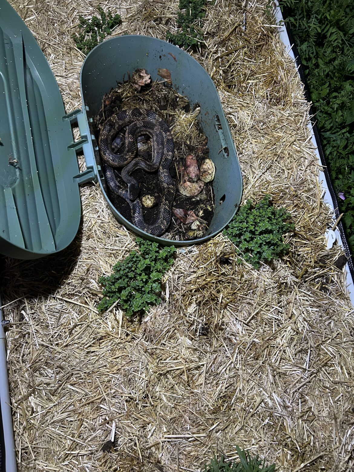 Garden friend?