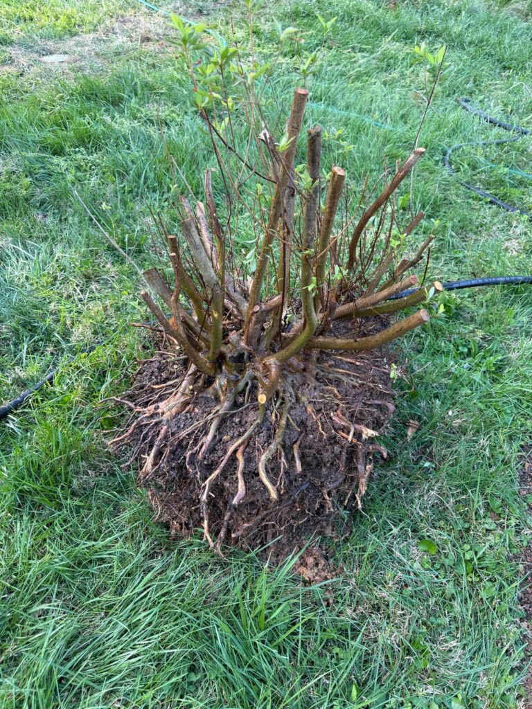 New homeowner, just dug up a nice abused ~50 year old Azalea