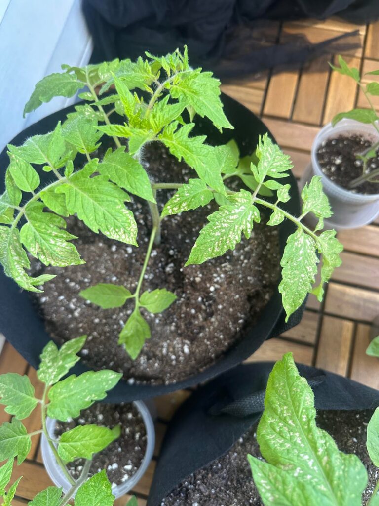 What are these spots on my plants?