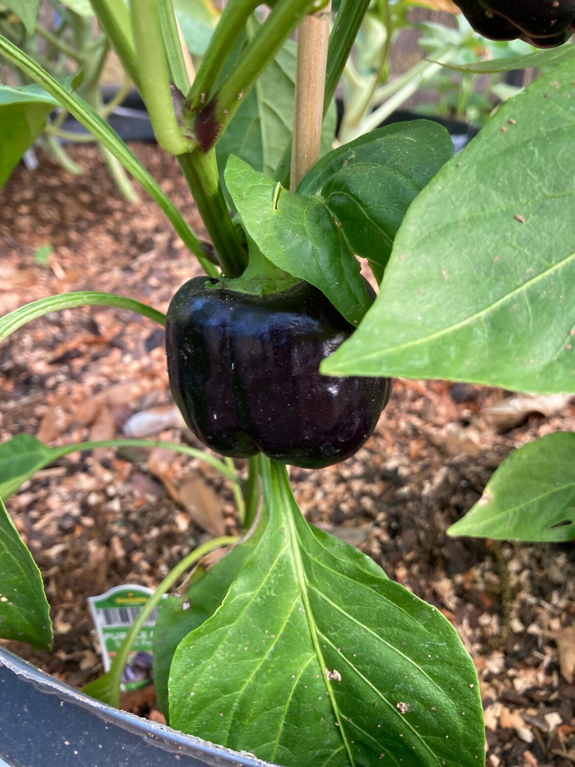 Is my purple bell pepper ready to pick? Or should I wait?