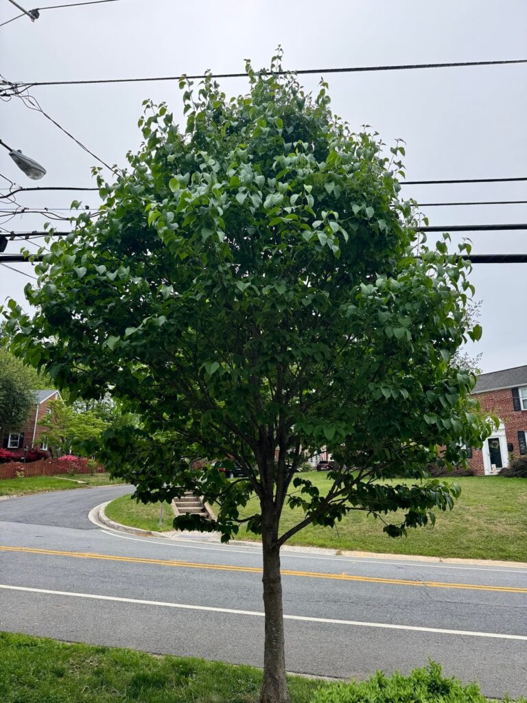 Should these branches be trimmed?