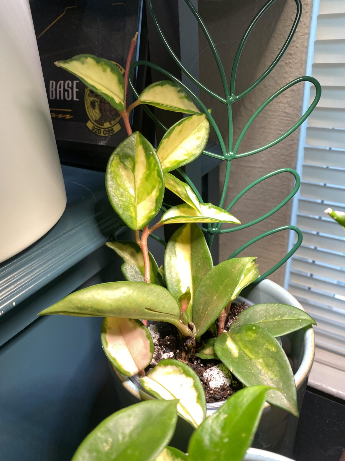 Tricolor Hoya help