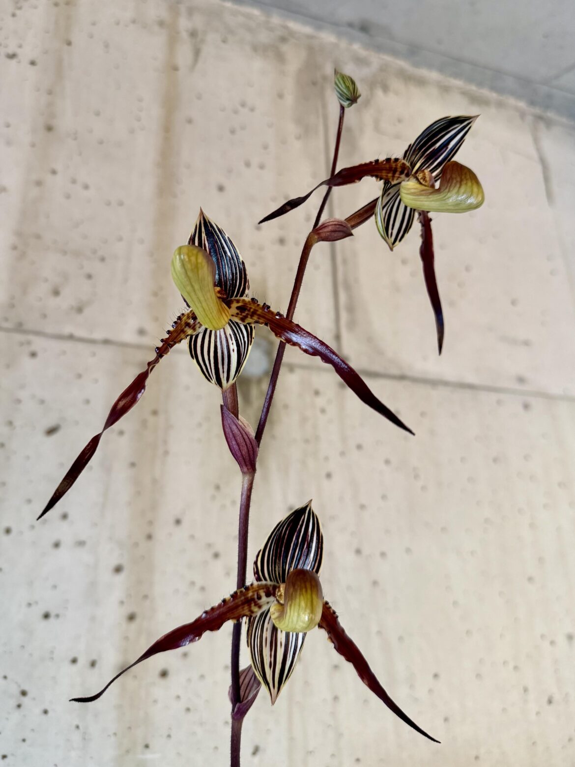 Paphiopedilum Grand Philip