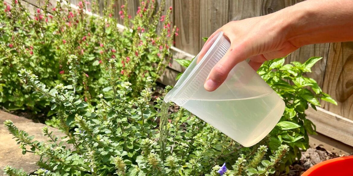Save Water During a Drought With This Simple Shower Trick