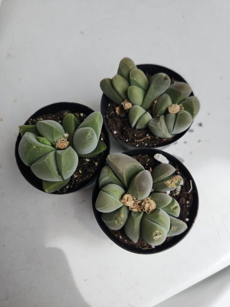 Nursery find today.