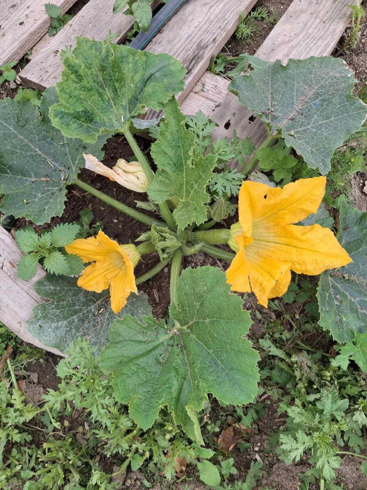 Vegetables from my herdal garden in Naxos
