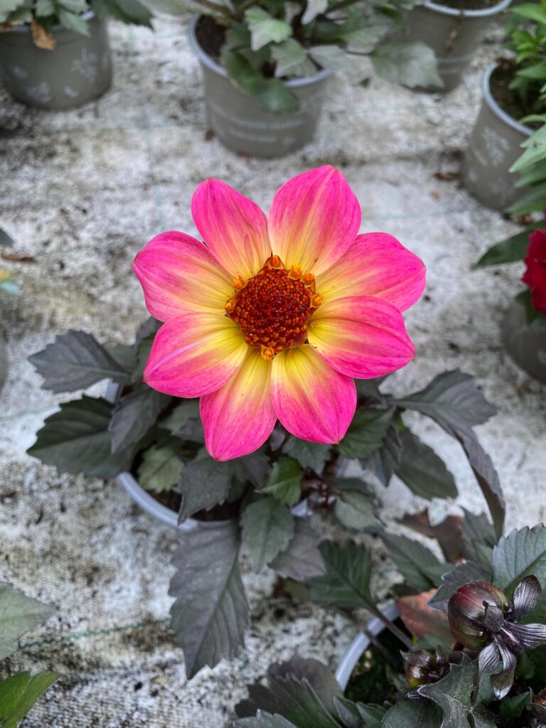 This wonderful Dahlia from a local garden center. Unedited photos!
