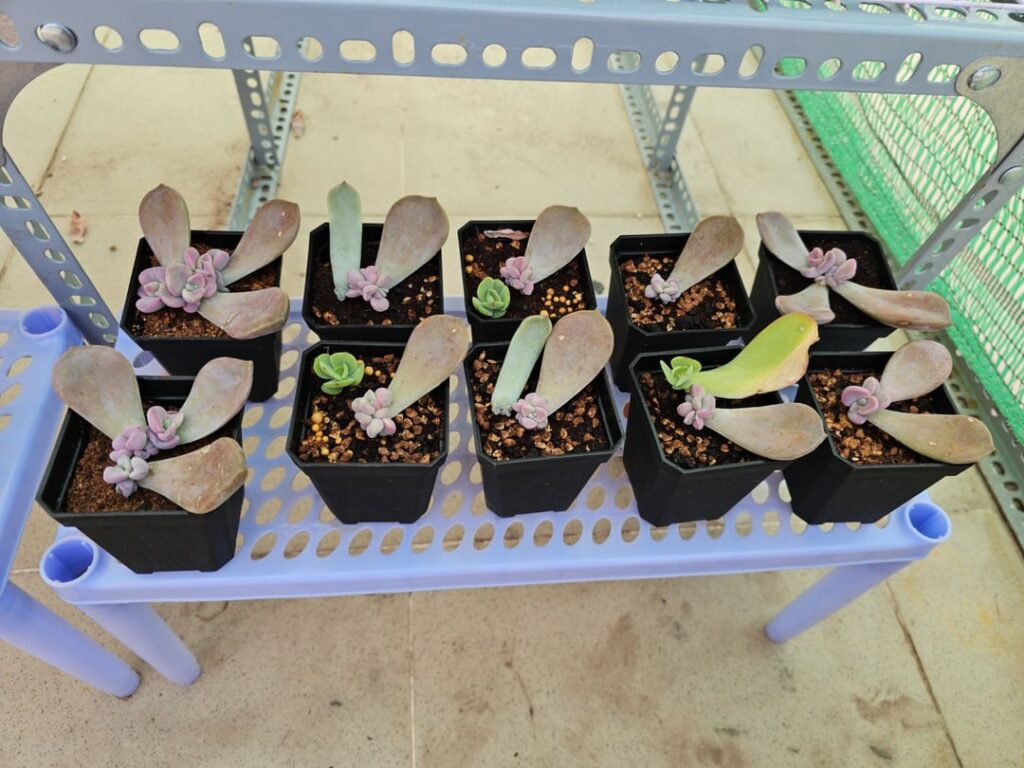 After 4-5 months, they've finally gotten so big. I find that this 'Purple Delight' variety is really easy to care for in tropical climates.