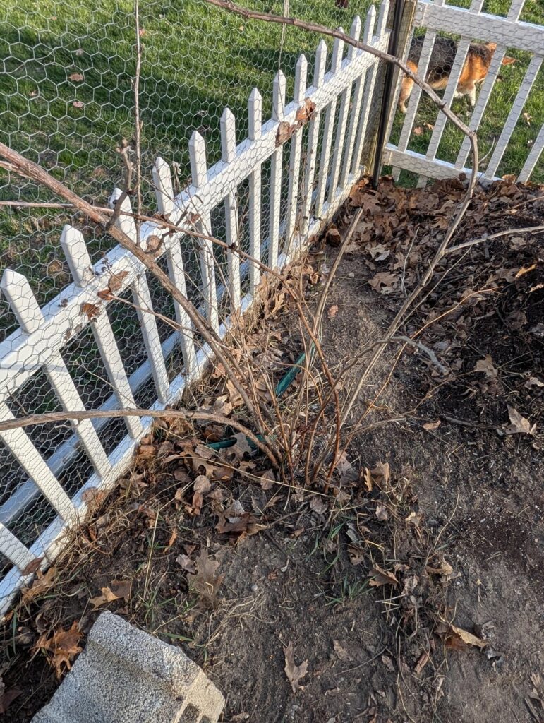 Blackberry bush help Blackberry bush help