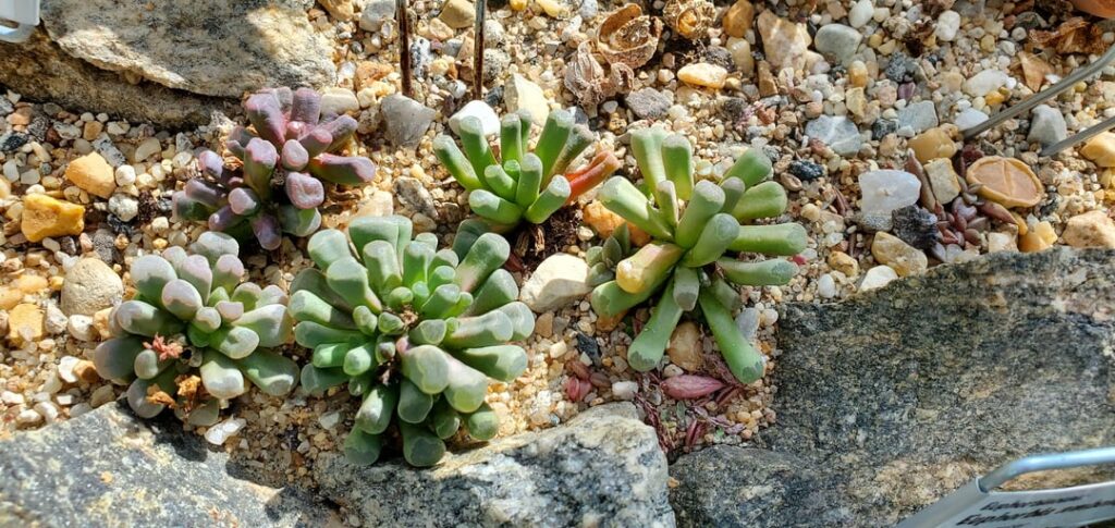 Frithia pulchra university specimen