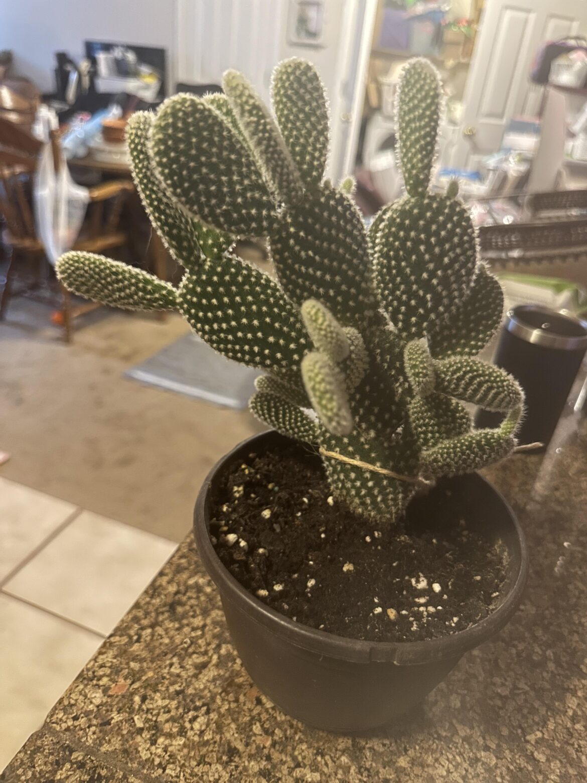 Bunny cactus