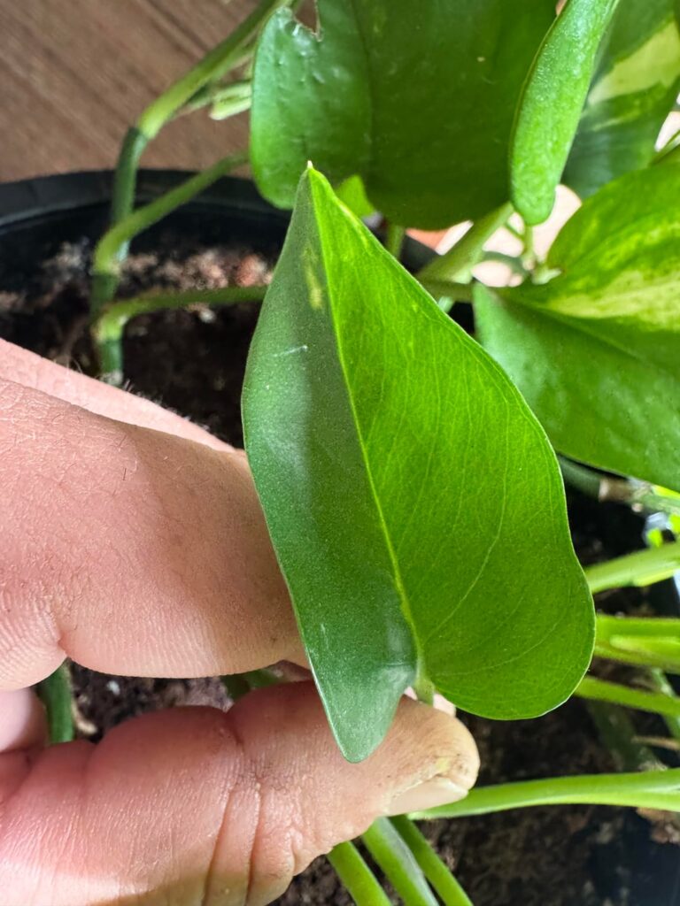Moved my Golden Pothos to a sunnier spot and the variegation is AMAZING! (Pics for comparison)