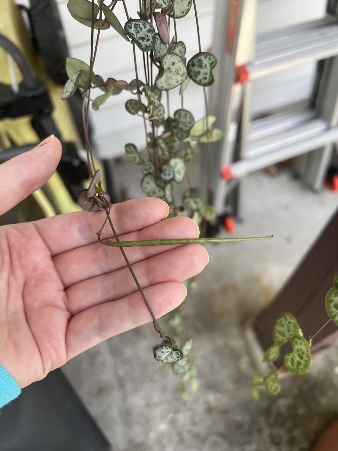 why is my SOH growing a bean?