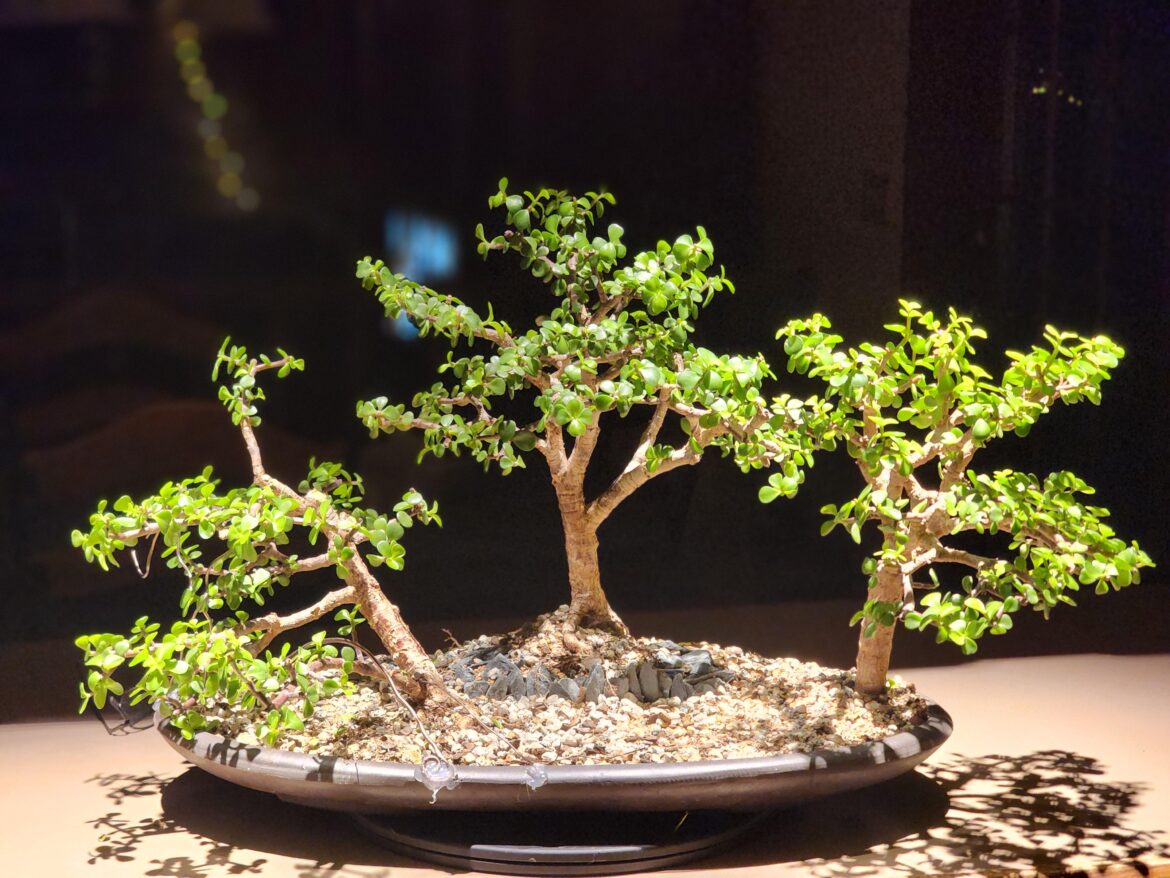 Portulacaria Afra Forest In Training