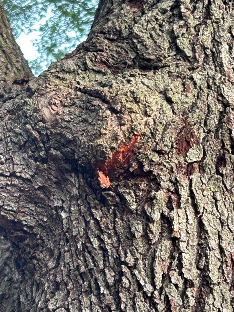 What’s up with my live oak?