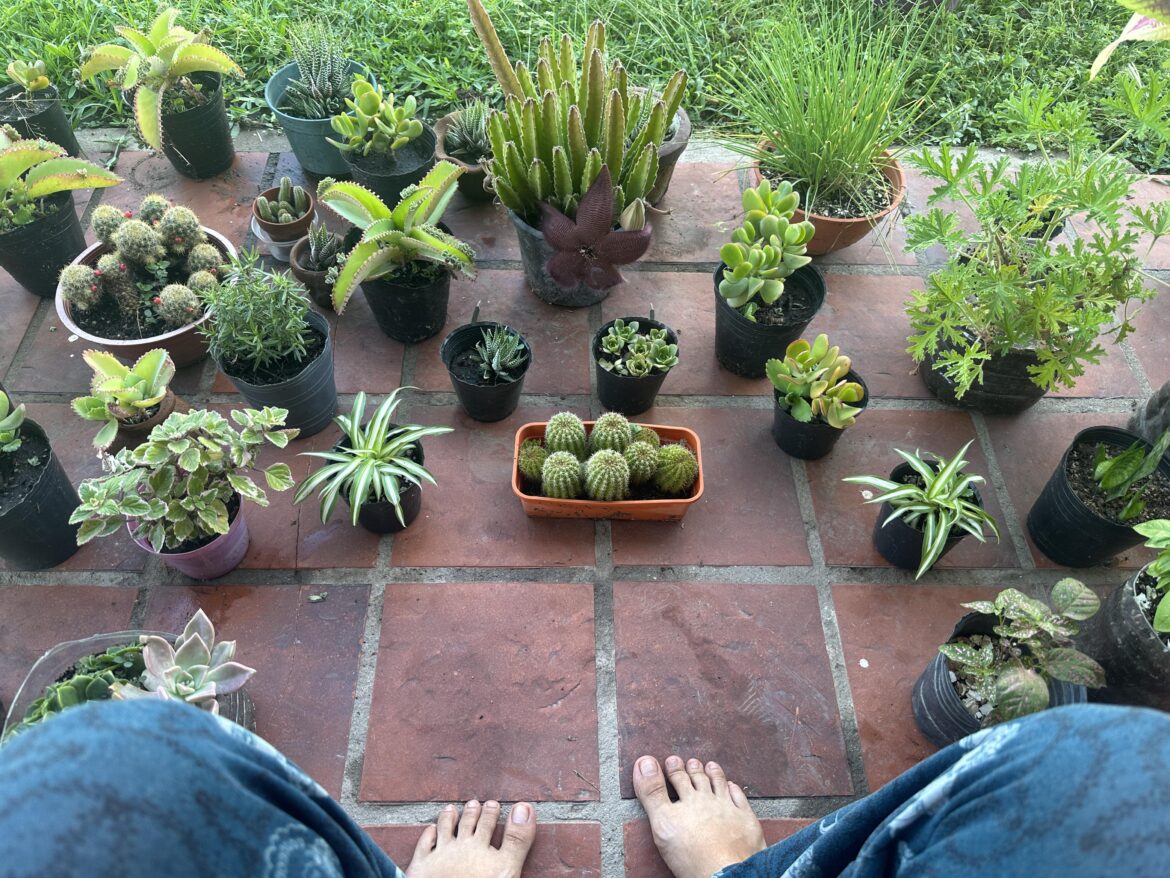 Some of my beautiful ladies 😍🪴🌿🌿🌵🎍🌺