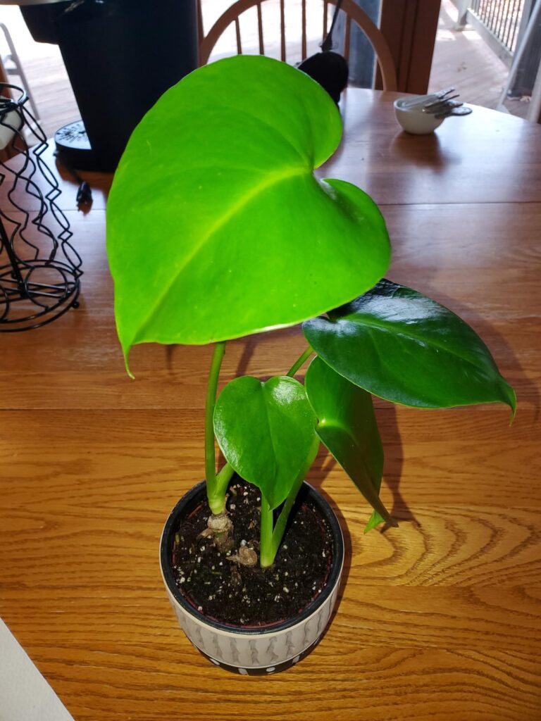 My first Monstera!