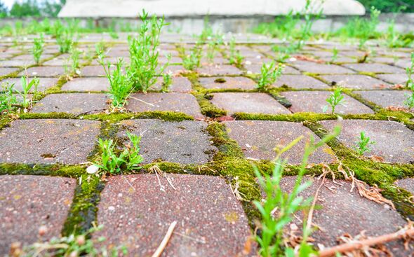 Perspective with shallow depth of field of old cobblestone pavement in city park. Wild grass and moss grow between small square Perspective with shallow depth of field of old cobblestone pavement in city park. Wild grass and moss grow between small square