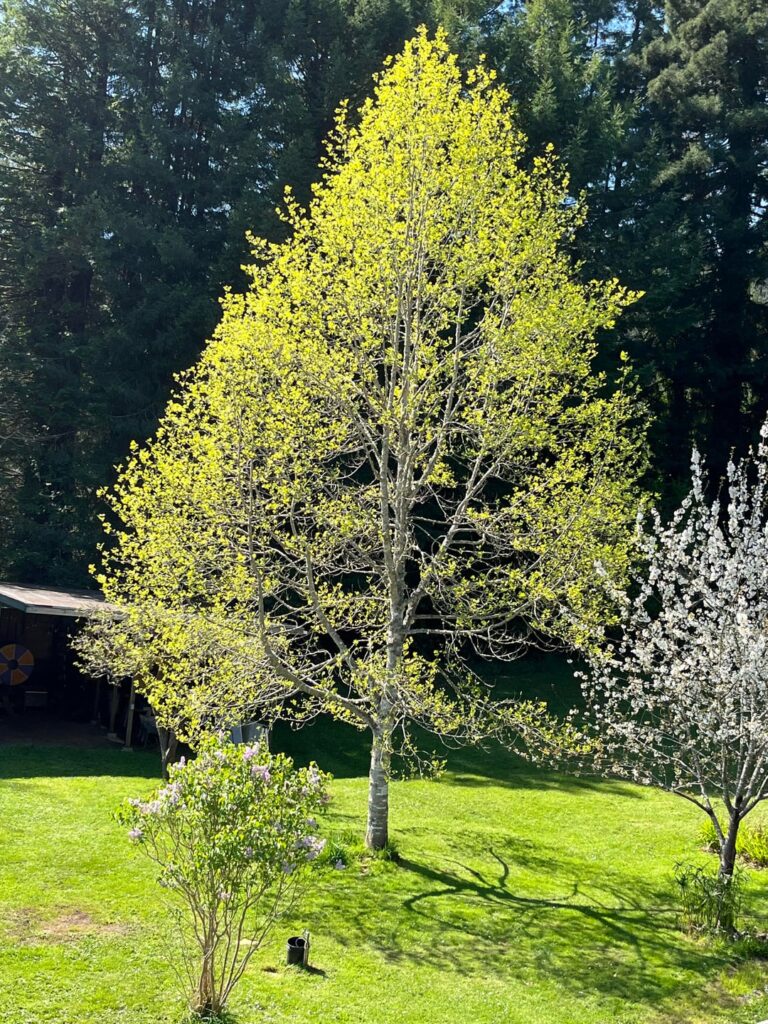 Tulip poplar maintenance