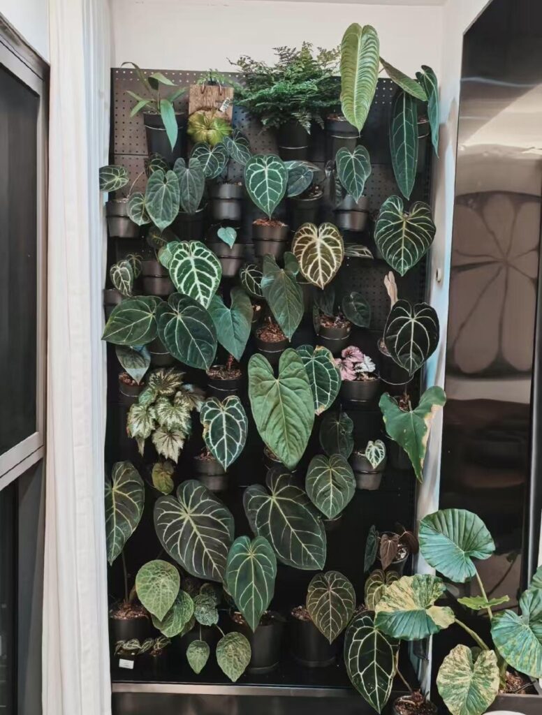 My Anthuriums wall is finally done :) My Anthuriums wall is finally done :)