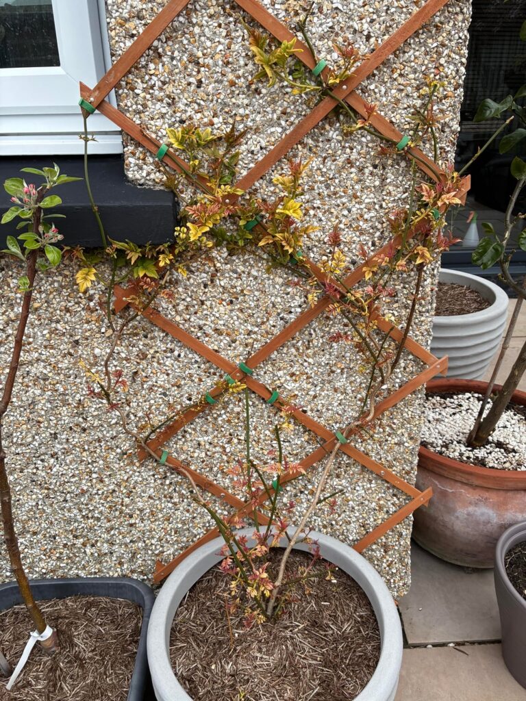 Jasmine plant, doesn’t look right. Red tinge to leaves