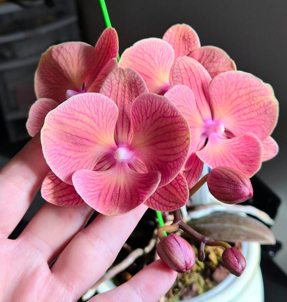Phal. ‘King Car Persimmon’ Was Worth The Wait! Phal. 'King Car Persimmon' Was Worth The Wait!