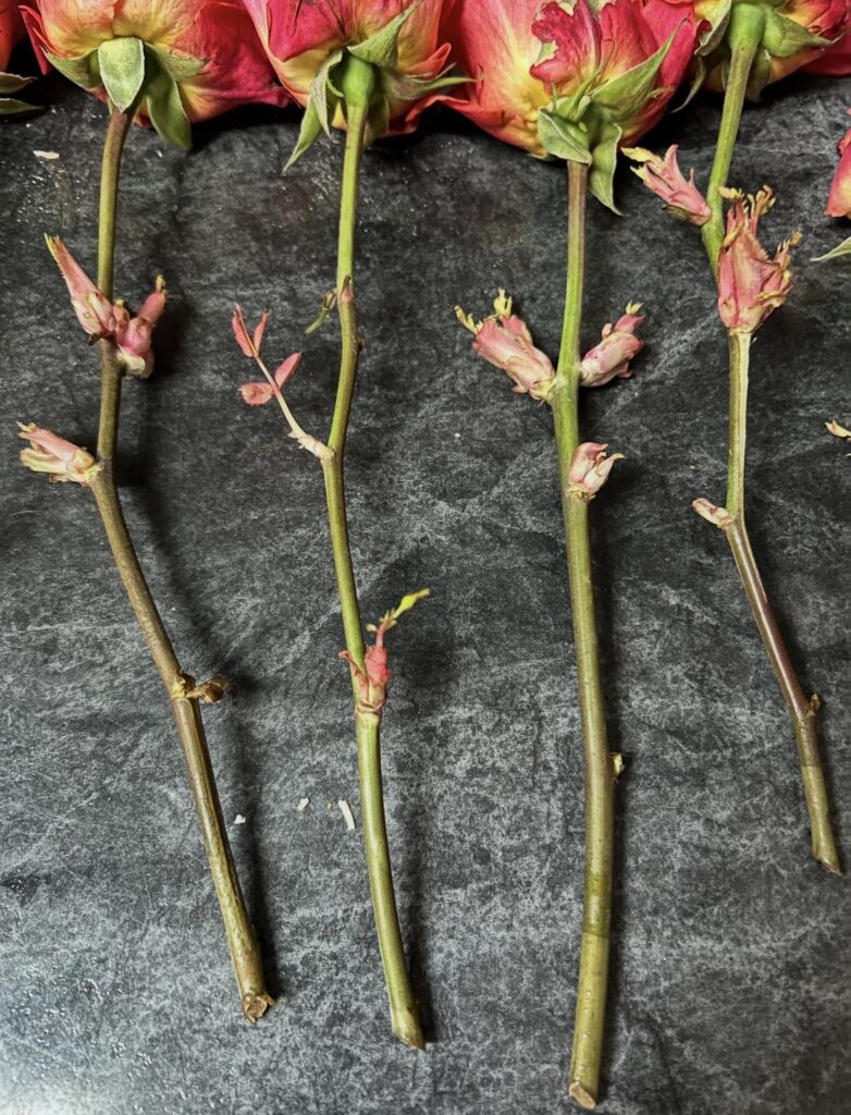 My store bought rose stems are growing? Please help me keep these babies alive!