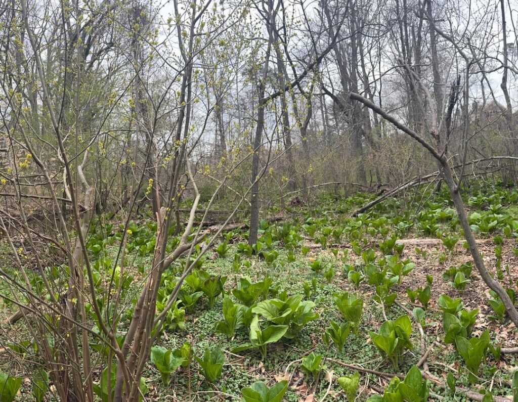 Skunk cabbage