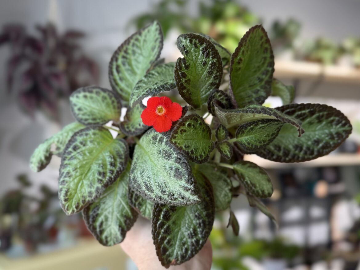 My episcia surprised me with this today! 😍