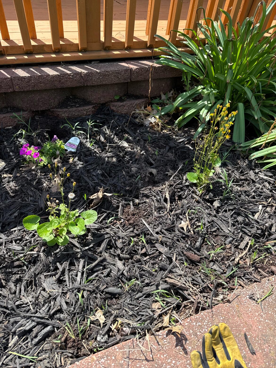 Grass in Bed help?