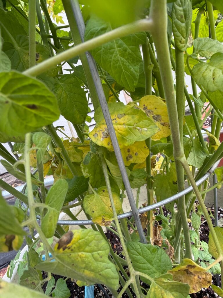 Help please! What’s going on with my plant?