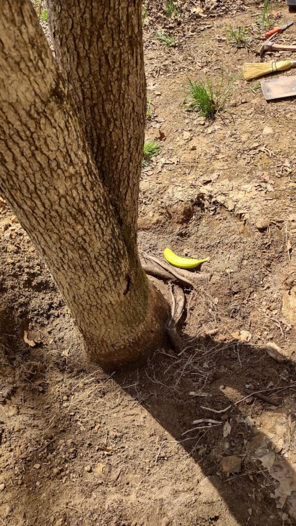 Root flare? Now what?