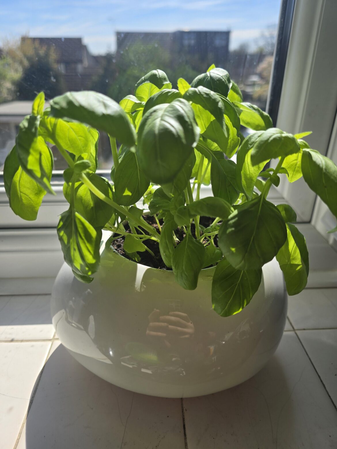 First basil First basil